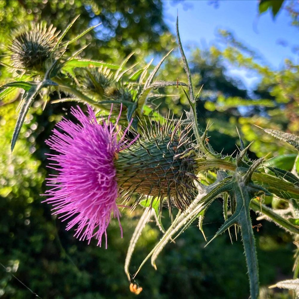 The prickly Thistle Thistle flower, besides being the country national emblem of Scotland, is also associated with the Latin motto of the Order of the Thistle