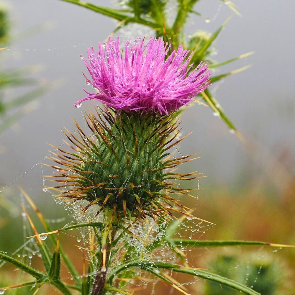 Thistle Flower on a misty morning Thistle Flower Meaning