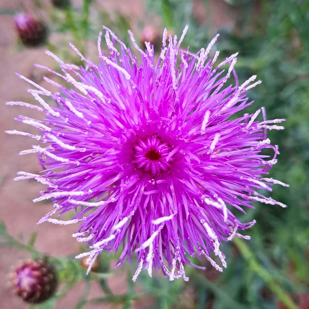 The beautiful Thistle Flower Thistle Flower Meaning