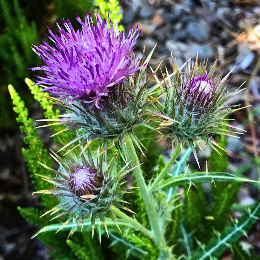 Thistle prickly yet beautiful Thistle prickly yet beautiful