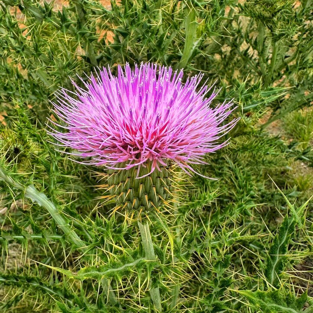 Thistle beautiful yet so fierce beautiful thistle flower in full bloom