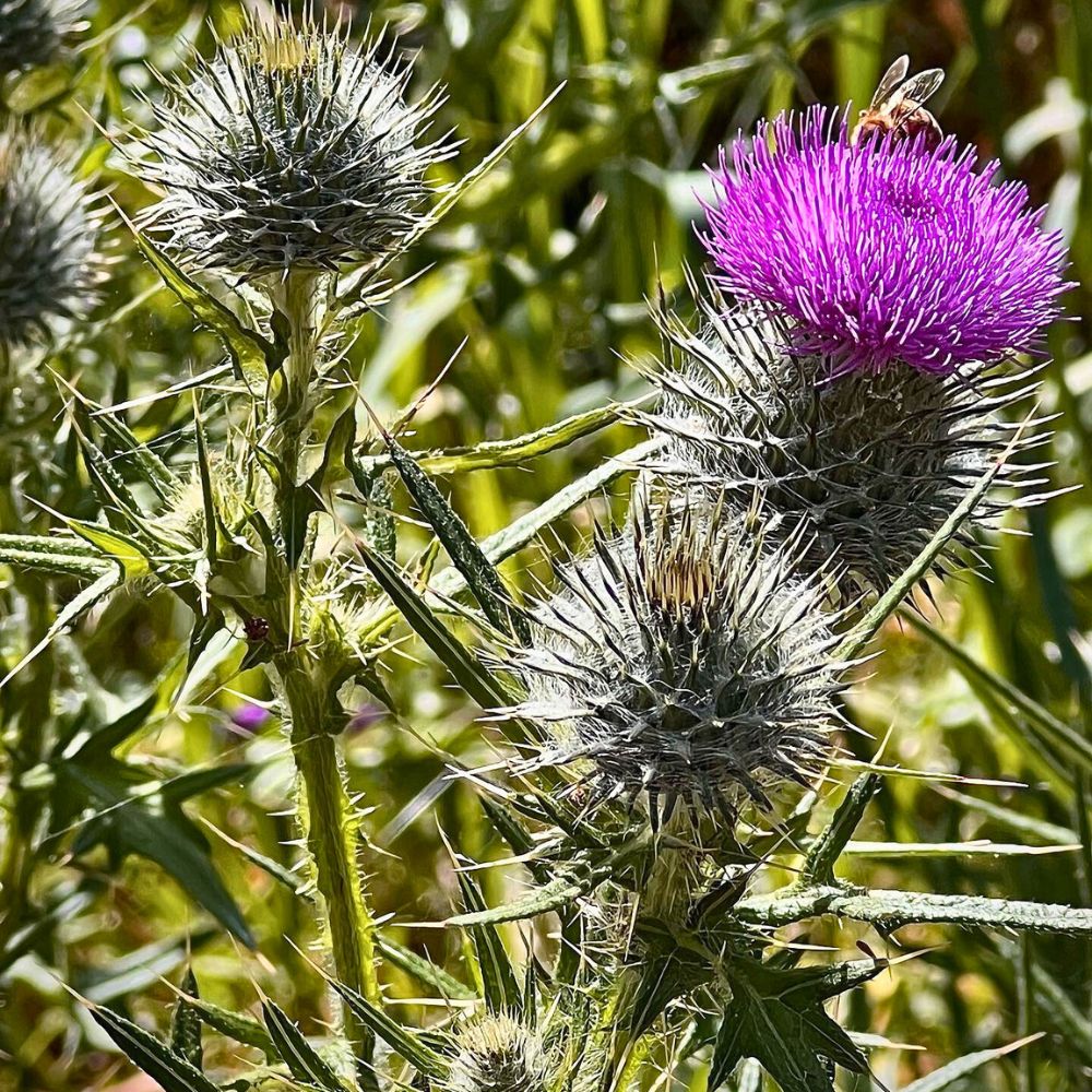 Thistle Flower standing tall and proud Thistle Flower standing tall and proud