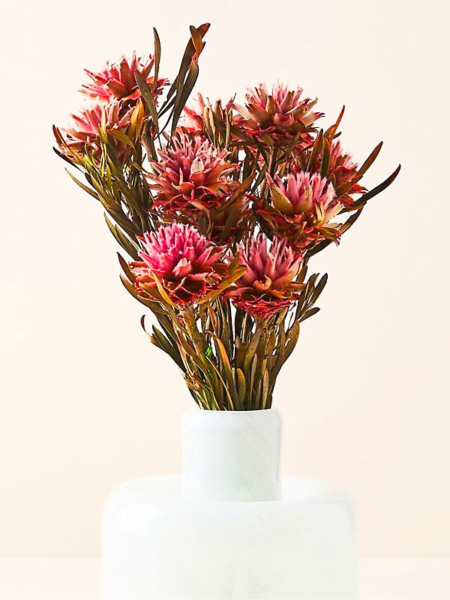 Dried Plumosum in a vase Dried Plumosum in a vase