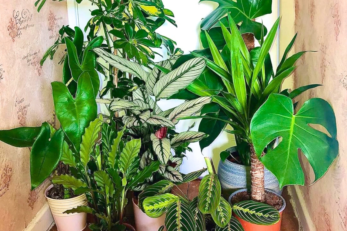Facebook Groups for plant lovers