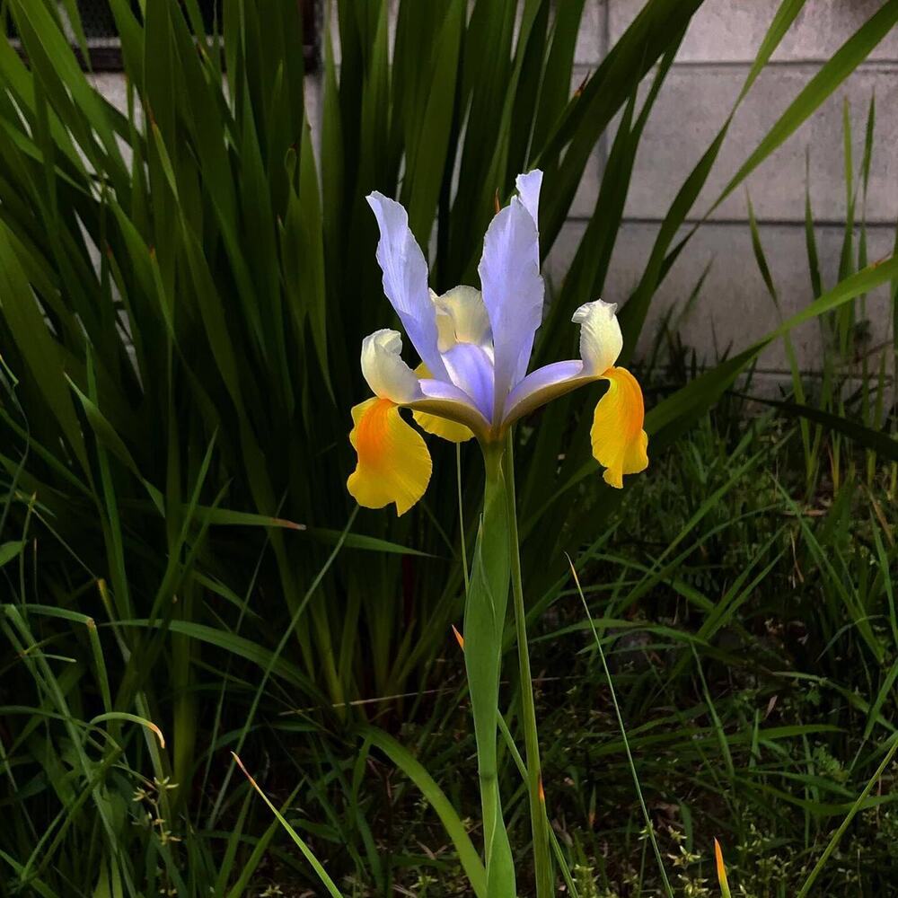 caring for iris flowers - iris growing in a garden outside caring for iris flowers - iris growing in a garden outside