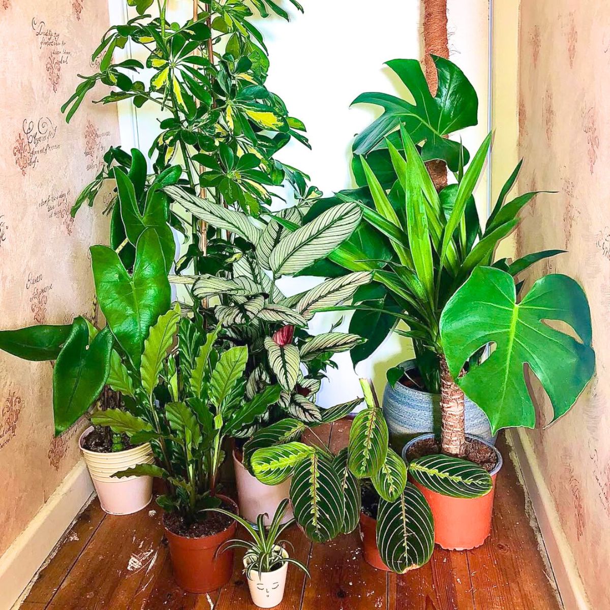 Group of green plants Group of green plants