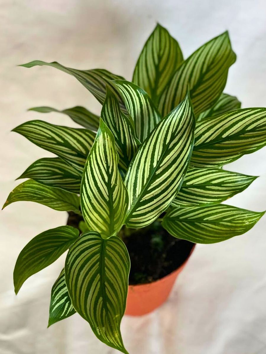 Calathea vittata Calathea Vittata, the Tropical Rainforest Charmer