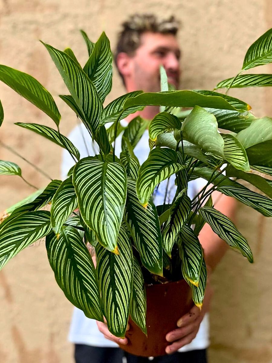 Calathea vittata Calathea vittata's leaves are a real charm for any tropical plant lover