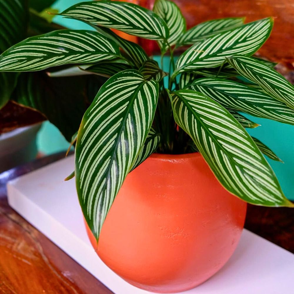 Calathea vittata houseplant Typical striped foliages of calathea vittata houseplant