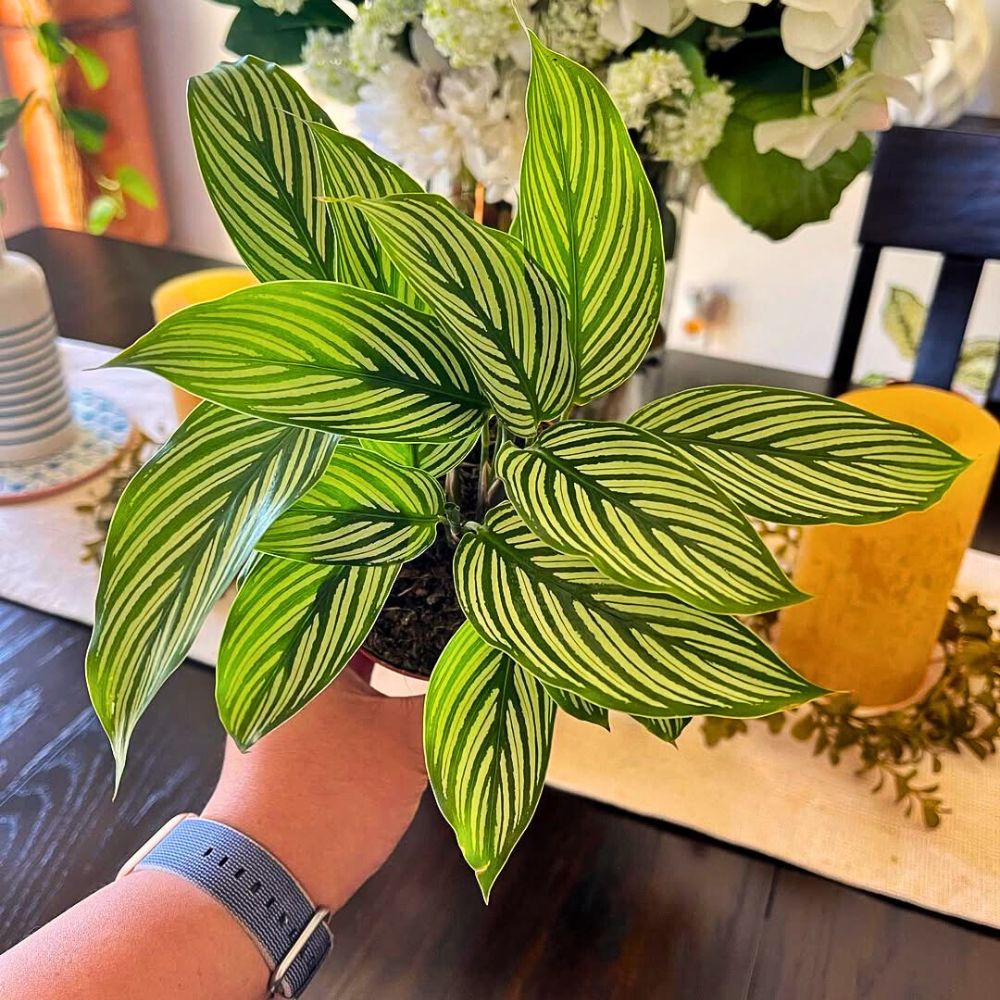 Calathea vittata plant you should buy a calathea vittata