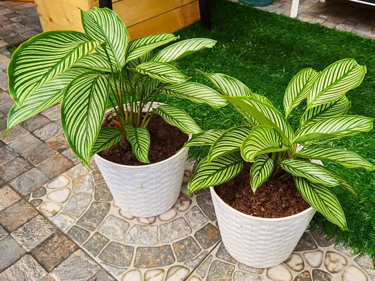 Calathea vittata Calathea vittata plant pots kept aside the walkways and outdoor settings