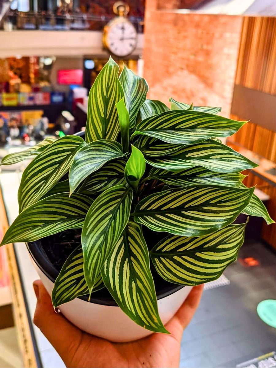 Calathea vittata All You’d Want to Know About Calathea Vittata, the Tropical Rainforest Charmer