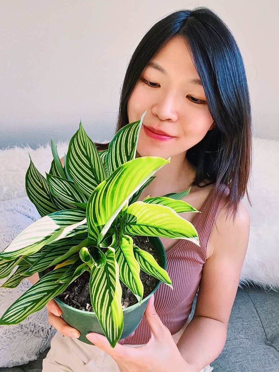 Calathea vittata plant a woman holding a pot of calathea vittata plant