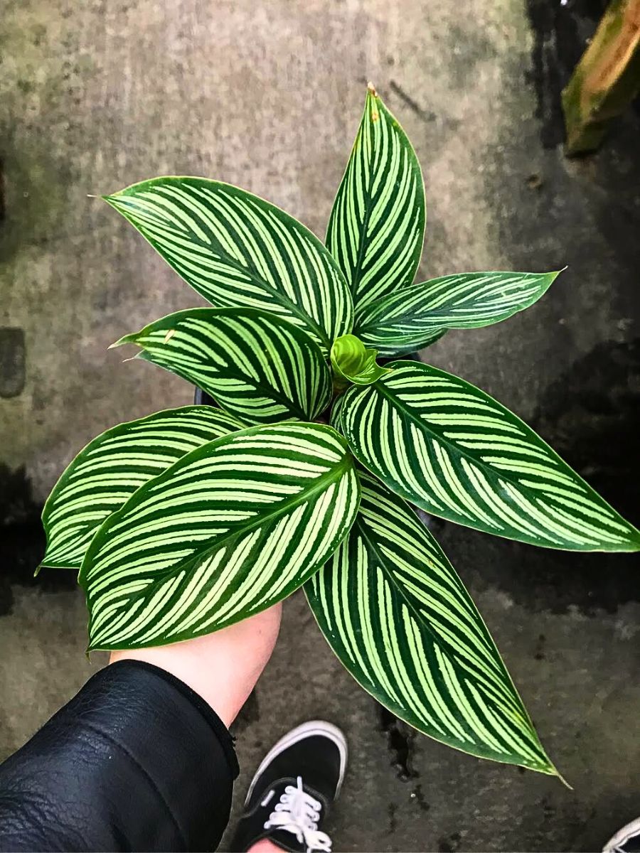Calathea vittata plant top view of the calathea vittata plant