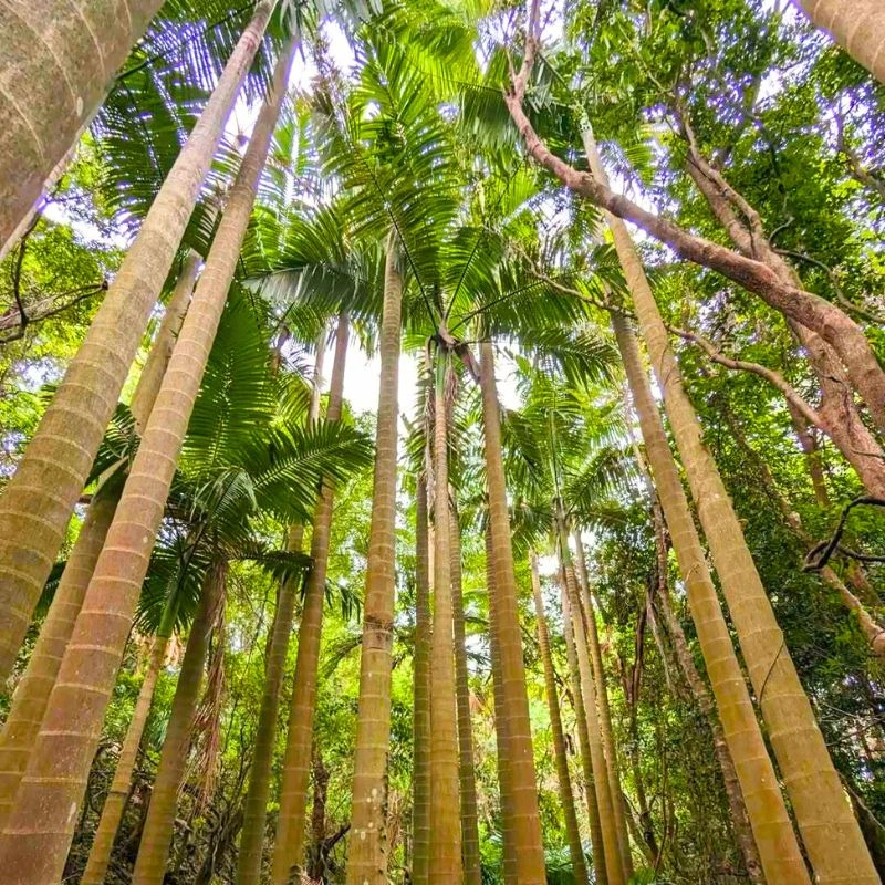 Bangalow palm trees - Thursd article featured image