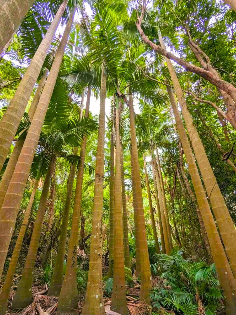 Huge Bangalow palm trees Huge Bangalow palm trees
