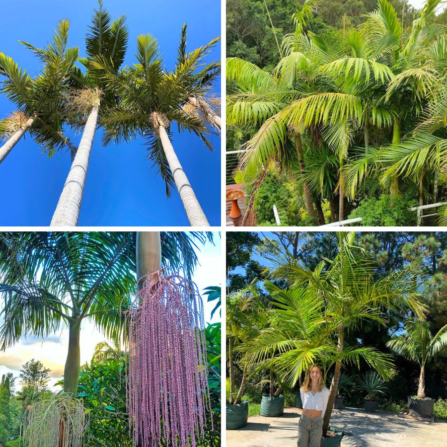 Bangalow trees in different sizes Bangalow trees in different sizes