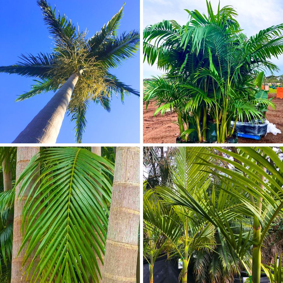 The closeup of the leaves of a Bangalow palm tree The closeup of the leaves of a Bangalow palm tree