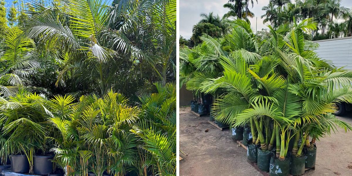 Care handles for the Bangalow palm tree Care handles for the Bangalow palm tree