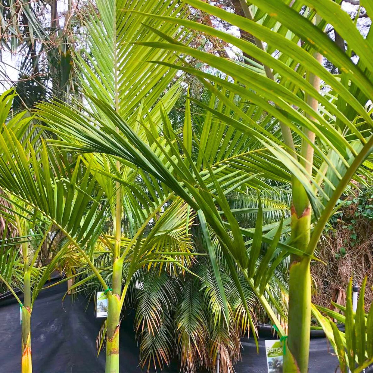 The green and beauty of Bangalow palm trees The green and beauty of Bangalow palm trees