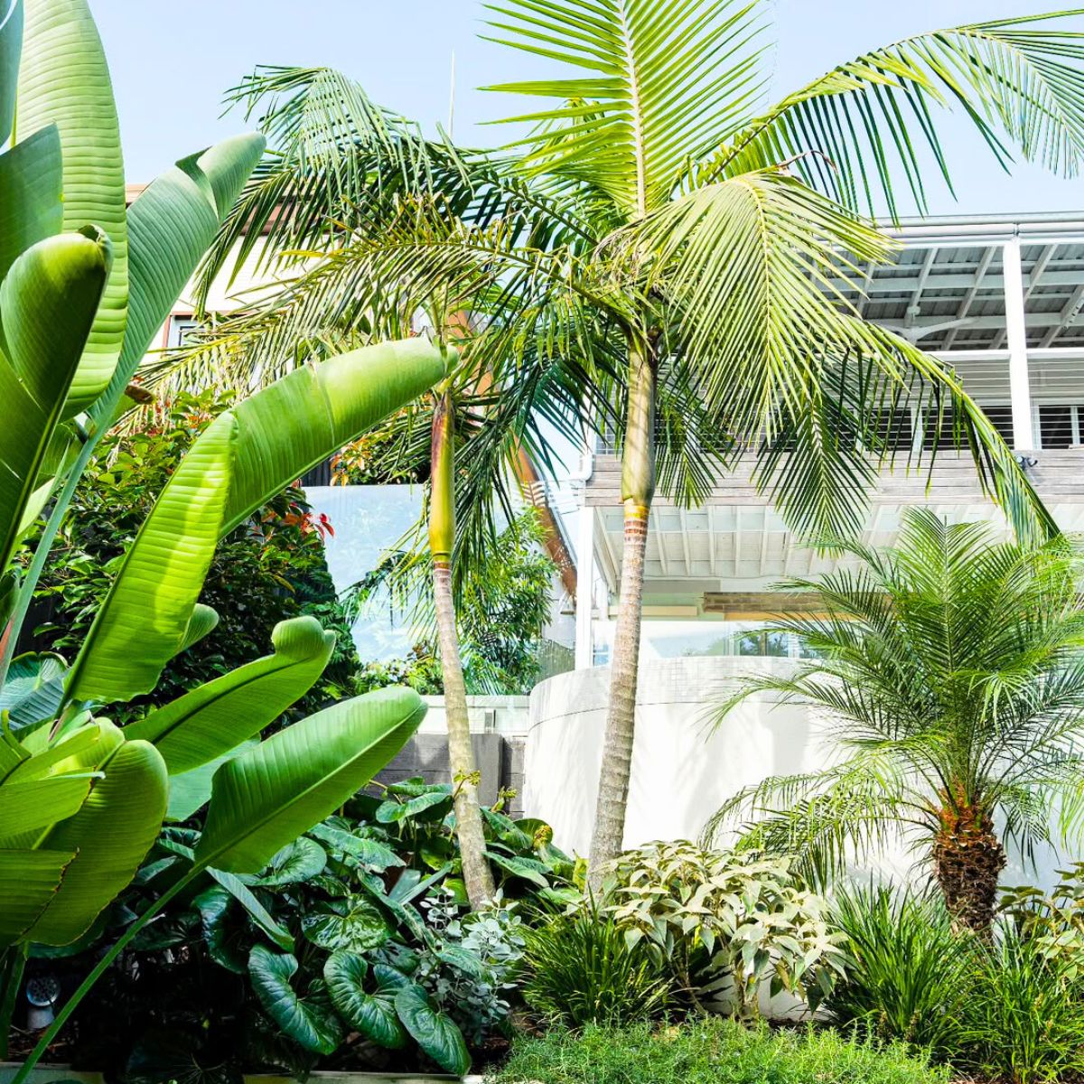 A green setting with a Bangalow palm A green setting with a Bangalow palm