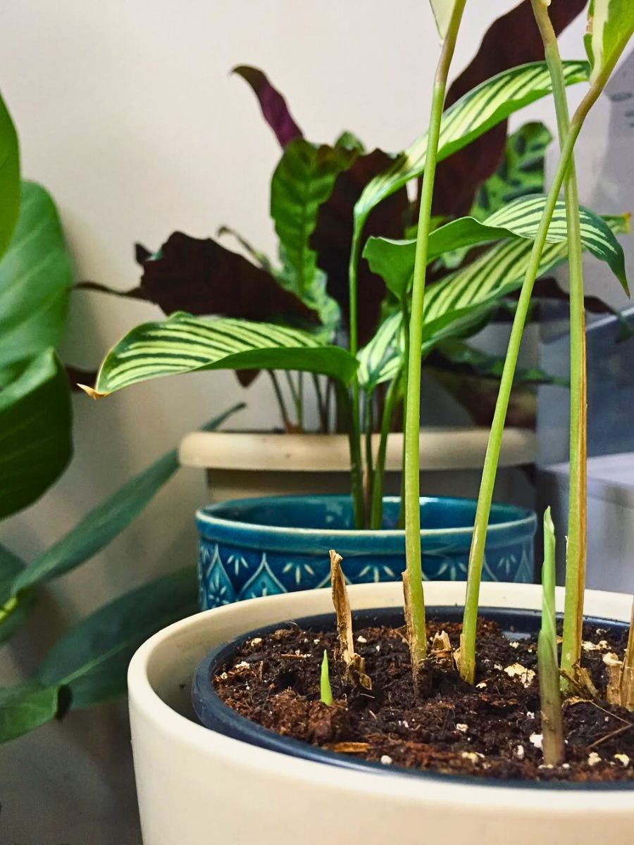 Calathea vittata plants calathea vittata plant kept in indoor setting