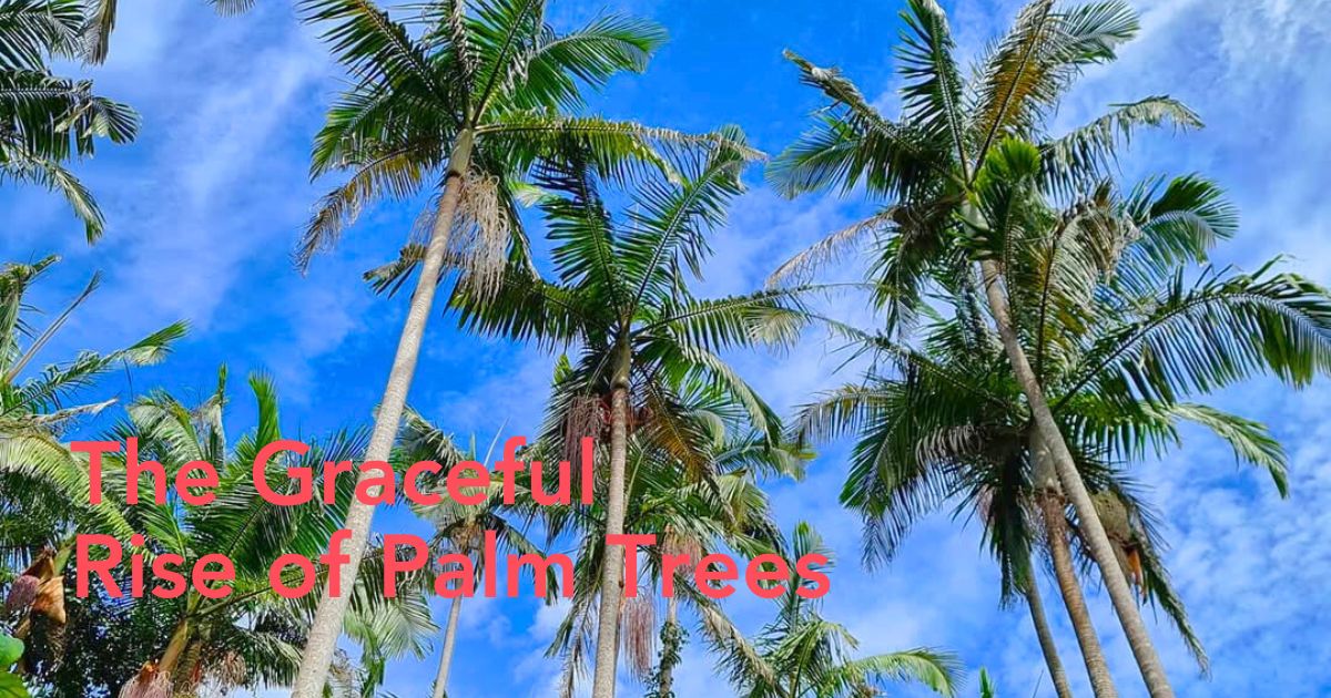 Bangalow palm trees - Thursd article header image