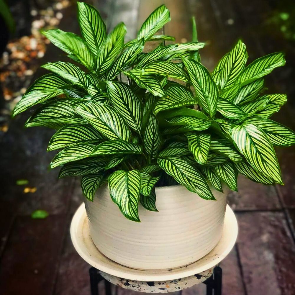 Calathea vittata houseplant lush and dense foliage of Calathea vittata houseplant