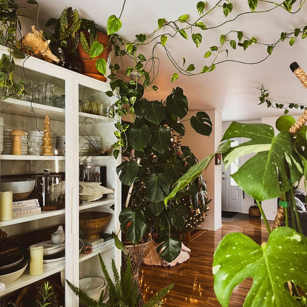 Houseplants the green ambiance indoors Facebook Groups for Plant Lovers