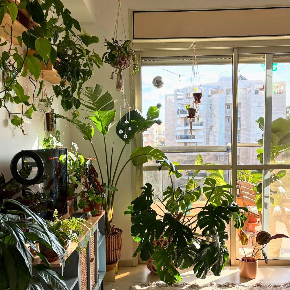 The green touch you need indoors with houseplants Facebook Groups for Plant Lovers