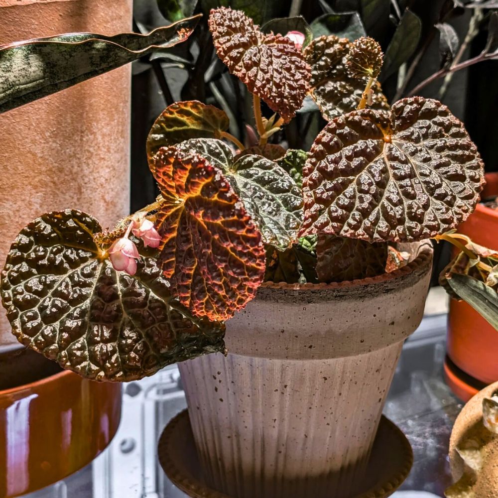 Potted Begonia plant Facebook Group for plant lovers