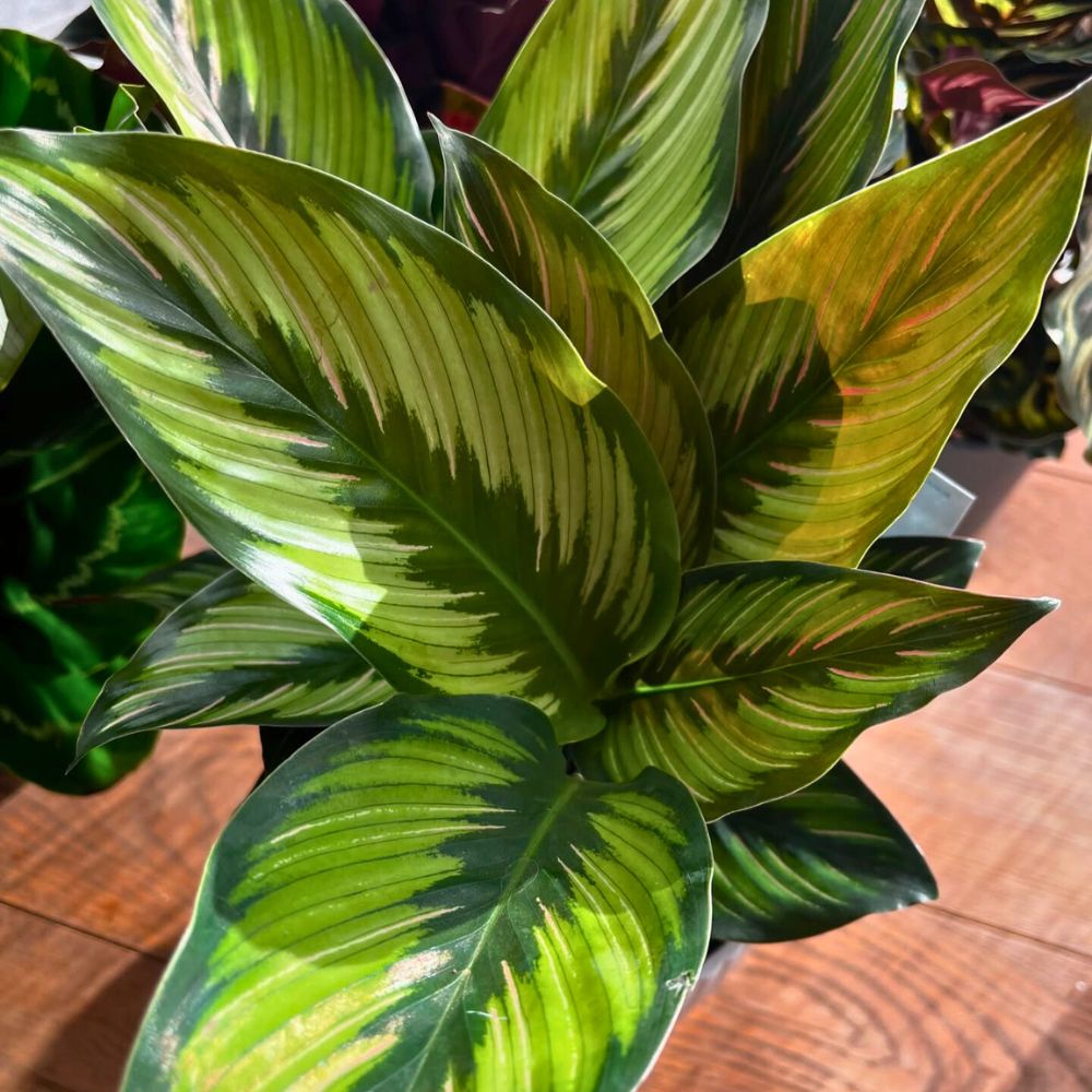 Calathea Beauty Star Facebook Groups for plant lovers