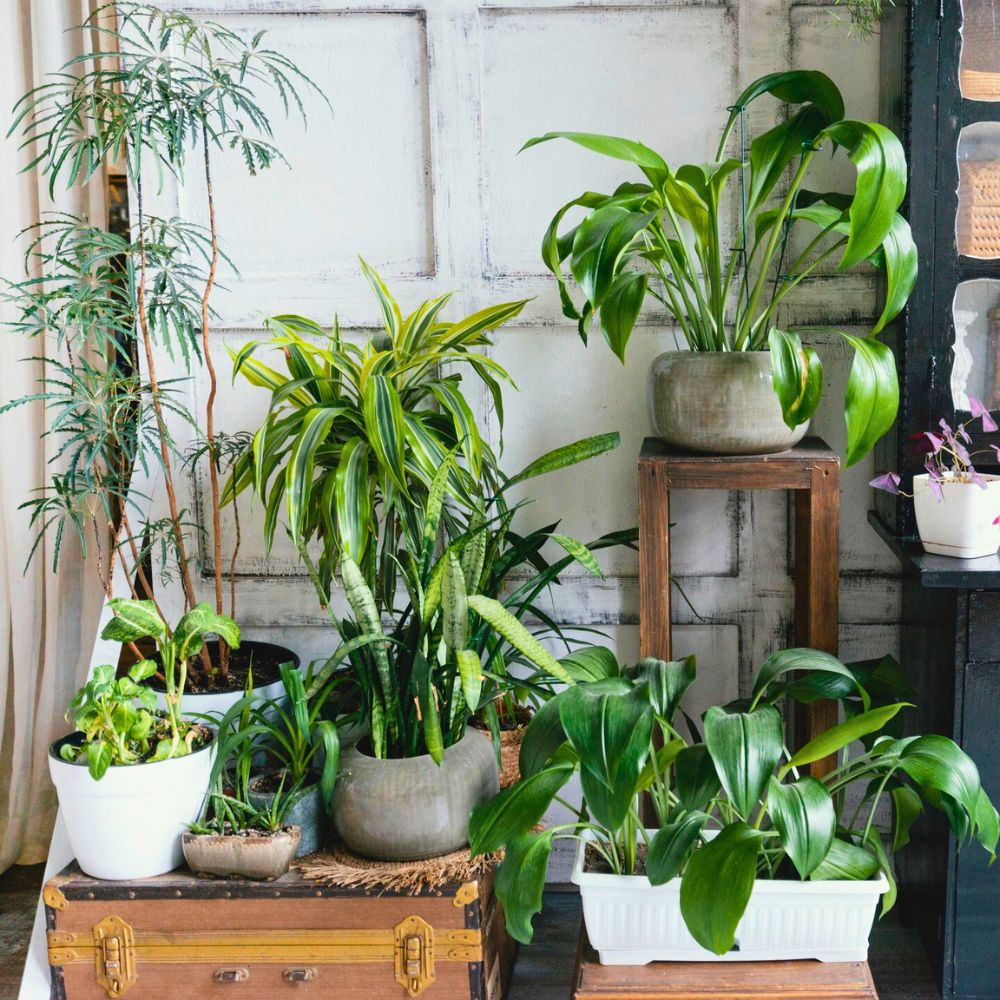 Indoor Plants Facebook Groups for plant lovers