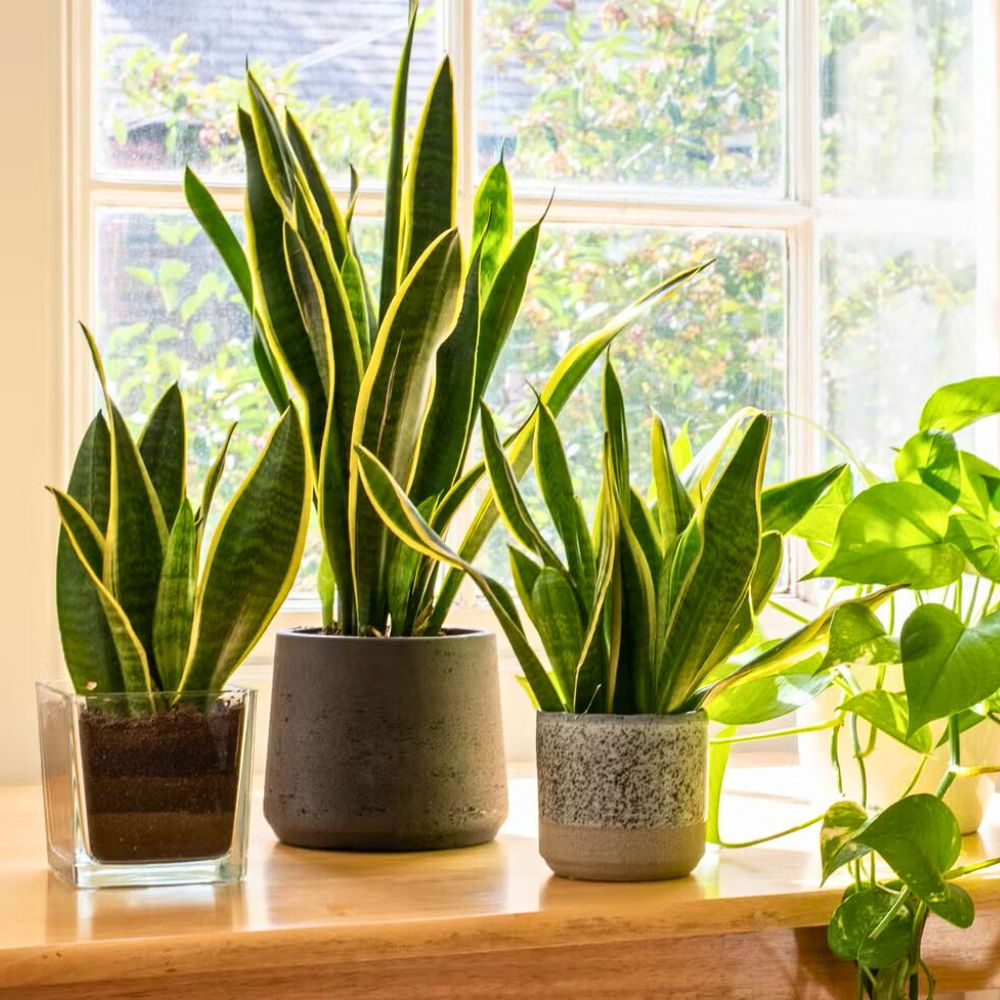 Snake plant as an excellent indoor plant Facebook Groups for plant lovers