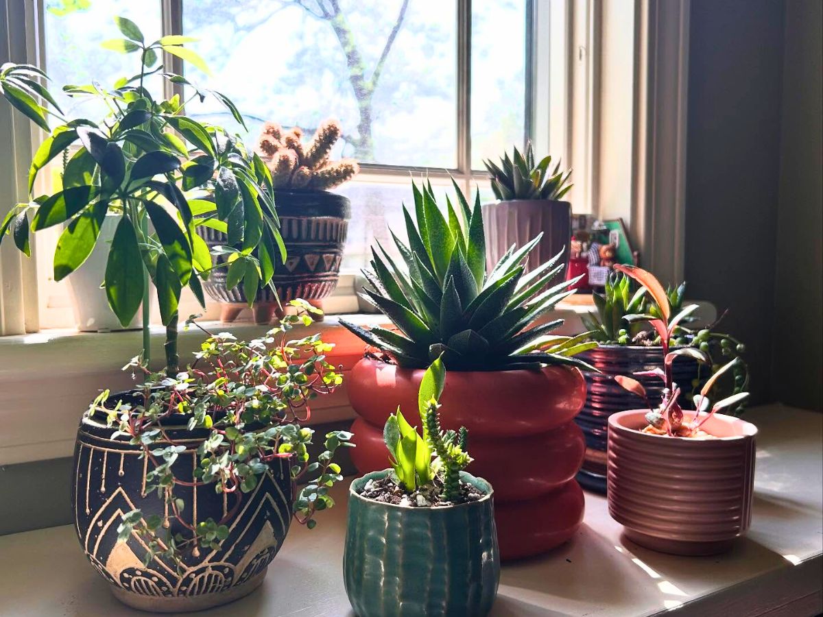 Potted Houseplants Facebook Groups for plant lovers