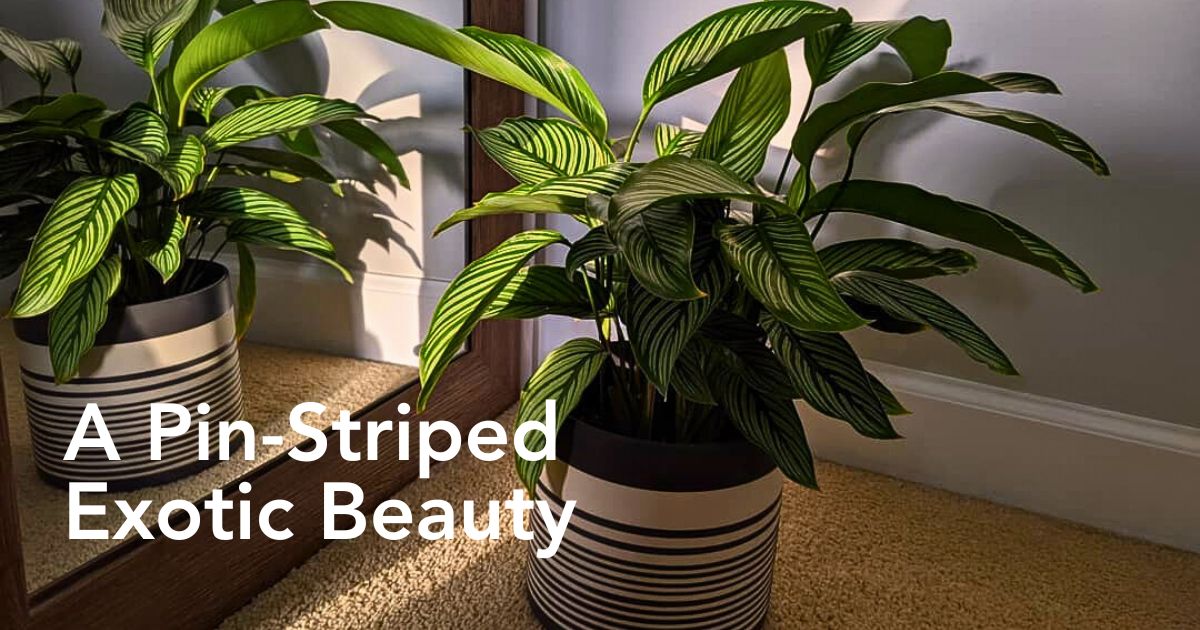 The Calathea Vittata Is a Tropical Rainforest Charmer