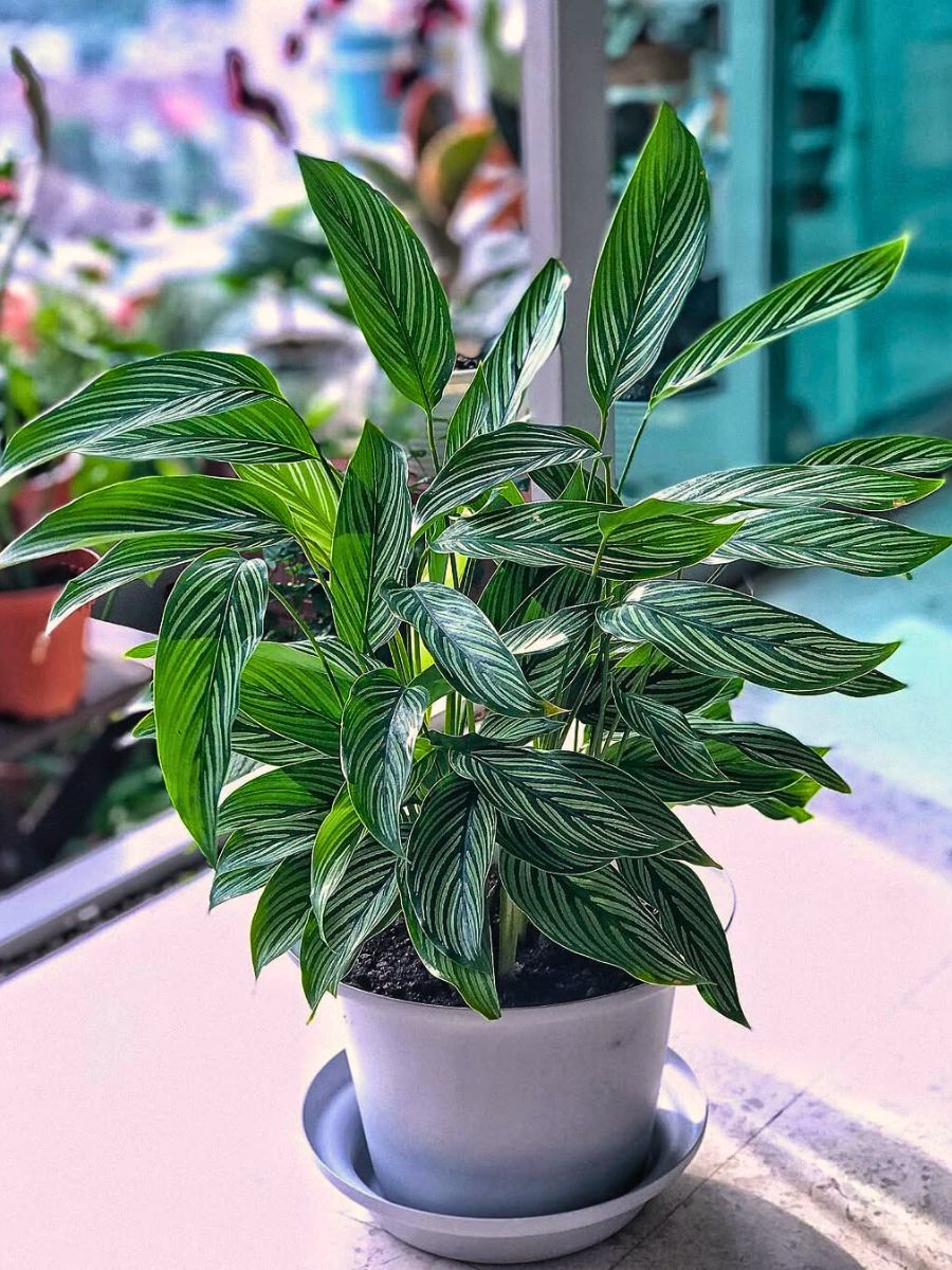 The Calathea vittata calathea vittata plant kept near a window