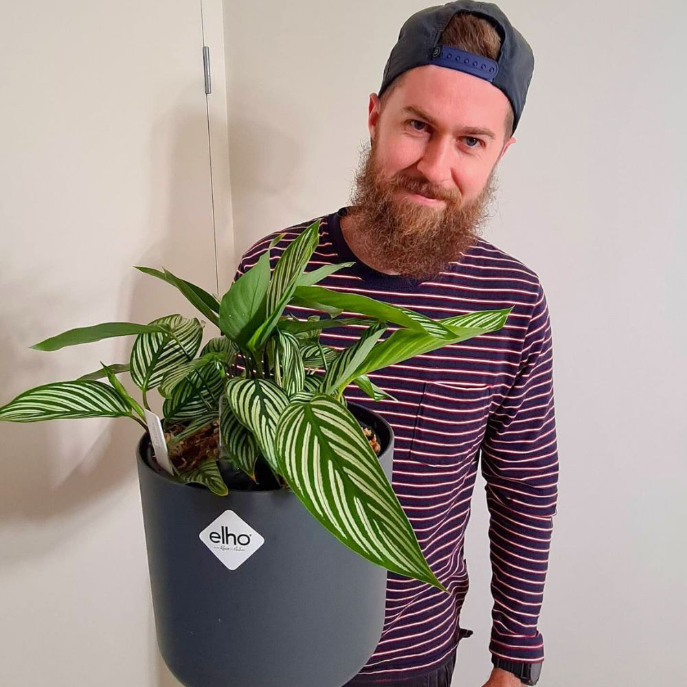 Calathea vittata houseplants a man holding a large pot of well-grown calathea vittata plants