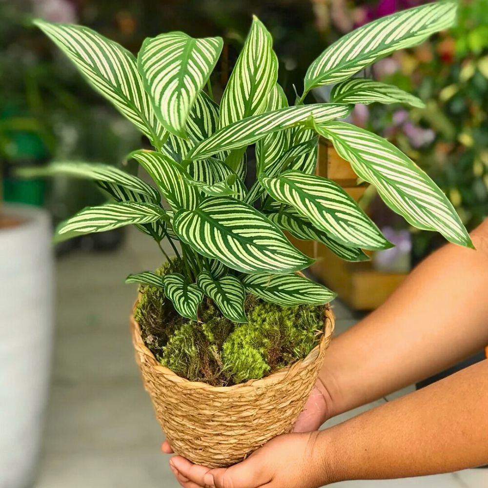 The Calathea vittata houseplants The Calathea vittata houseplants
