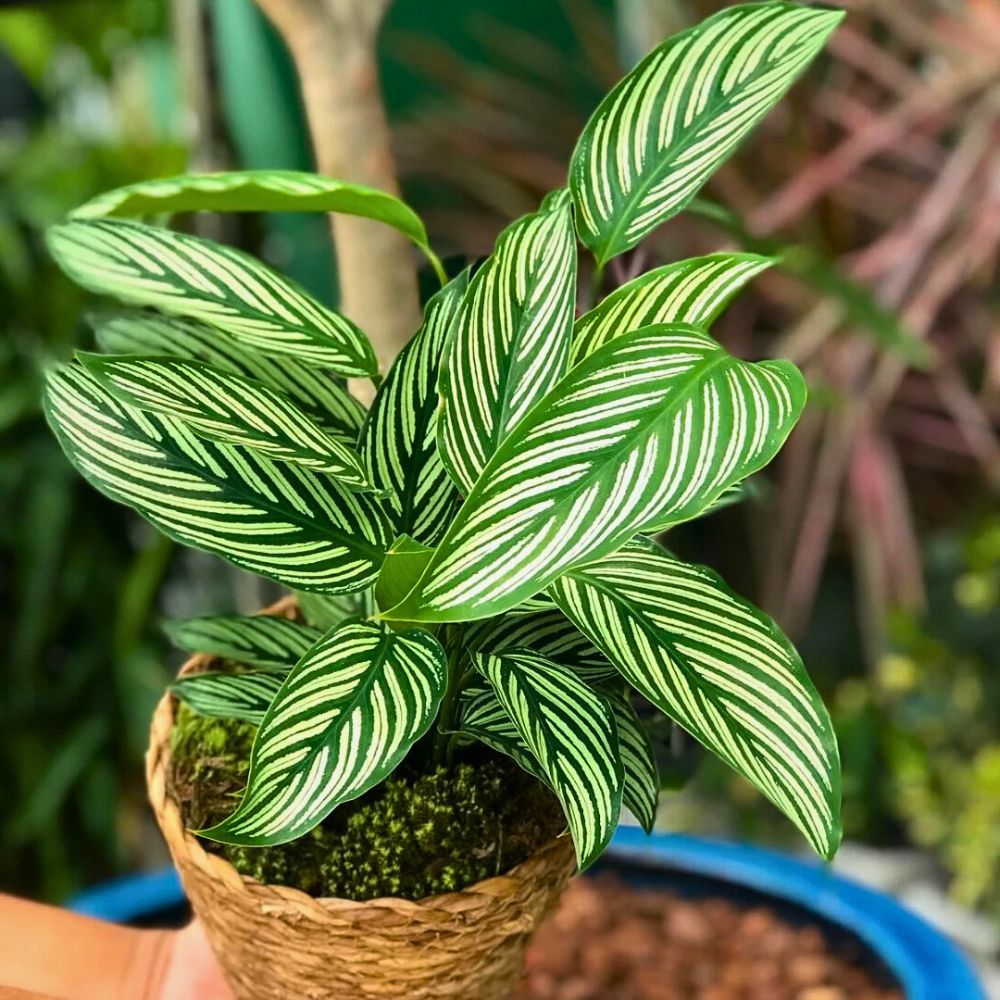 Calathea vittata houseplants The Calathea Vittata Is a Tropical Rainforest Charmer