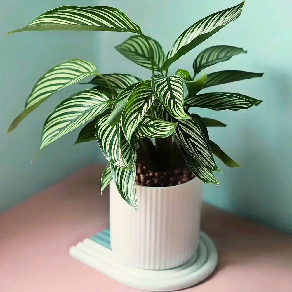 The Calathea vittata calathea vittata in a traditional potted display