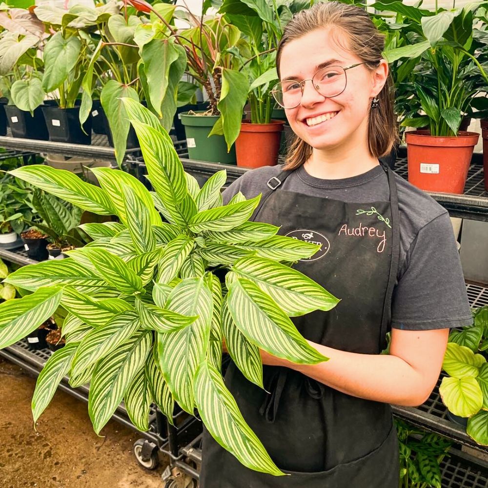 Calathea vittata plants a woman holding her well-grown calathea vittata plant