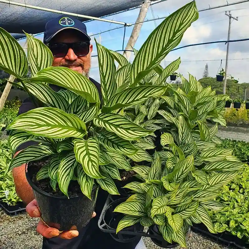 The Calathea Vittata Is a Tropical Rainforest Charmer