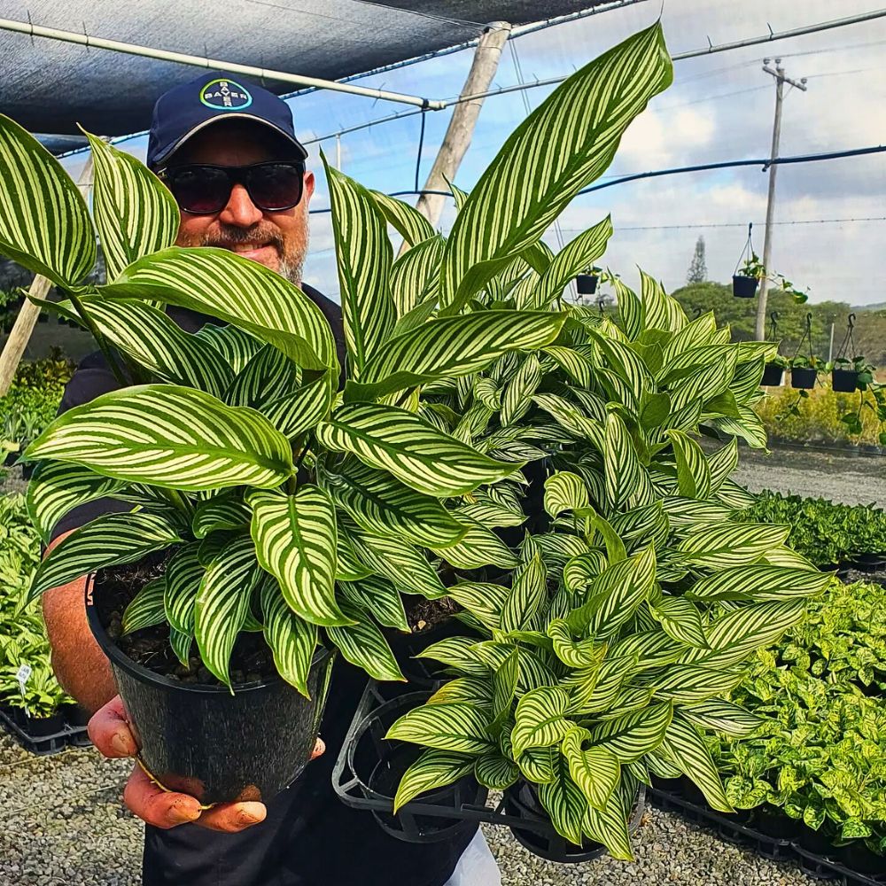 Calathea vittata plants The dense foliage of Calathea vittata in display - a person holding pots of calathea vittata