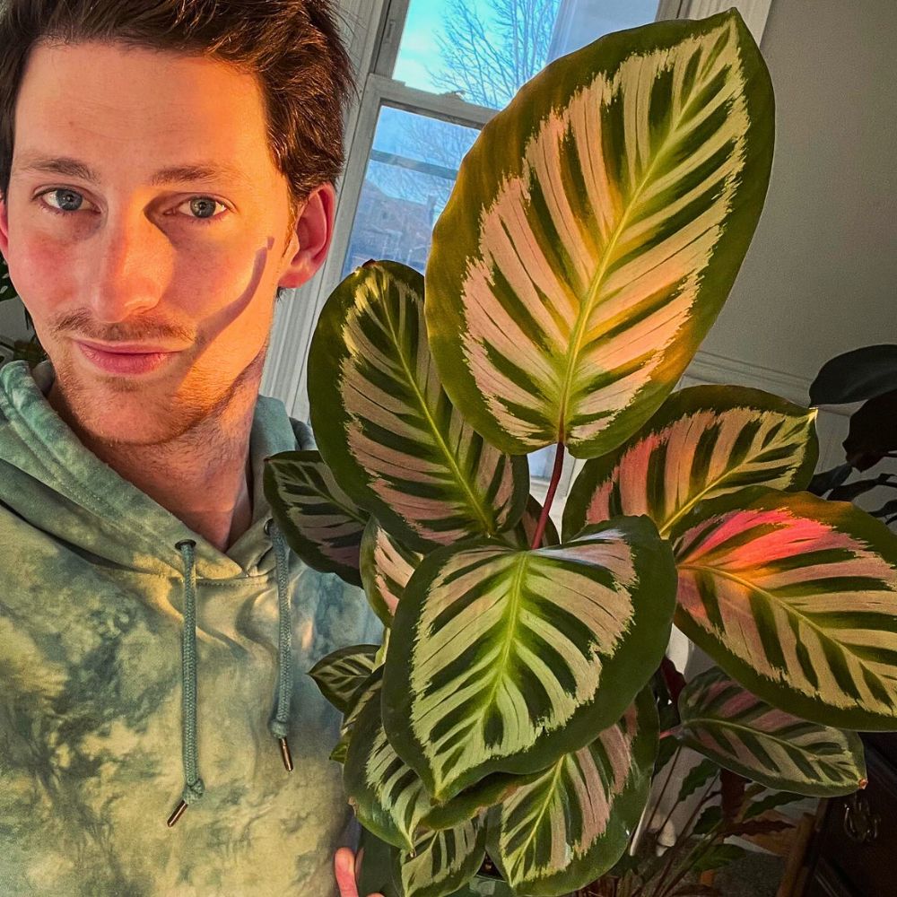 Calathea roseopicta 'Cora' Calathea roseopicta 'Cora'