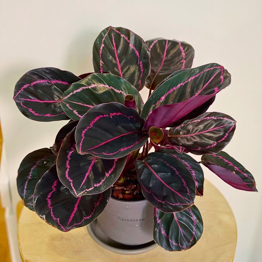 Calathea roseopicta The Magnificent Calathea Roseopicta