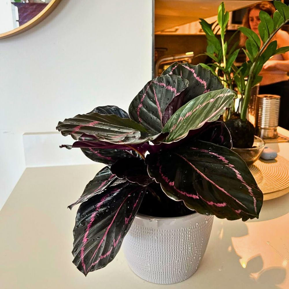 Calathea roseopicta Potted Calathea Roseopicta