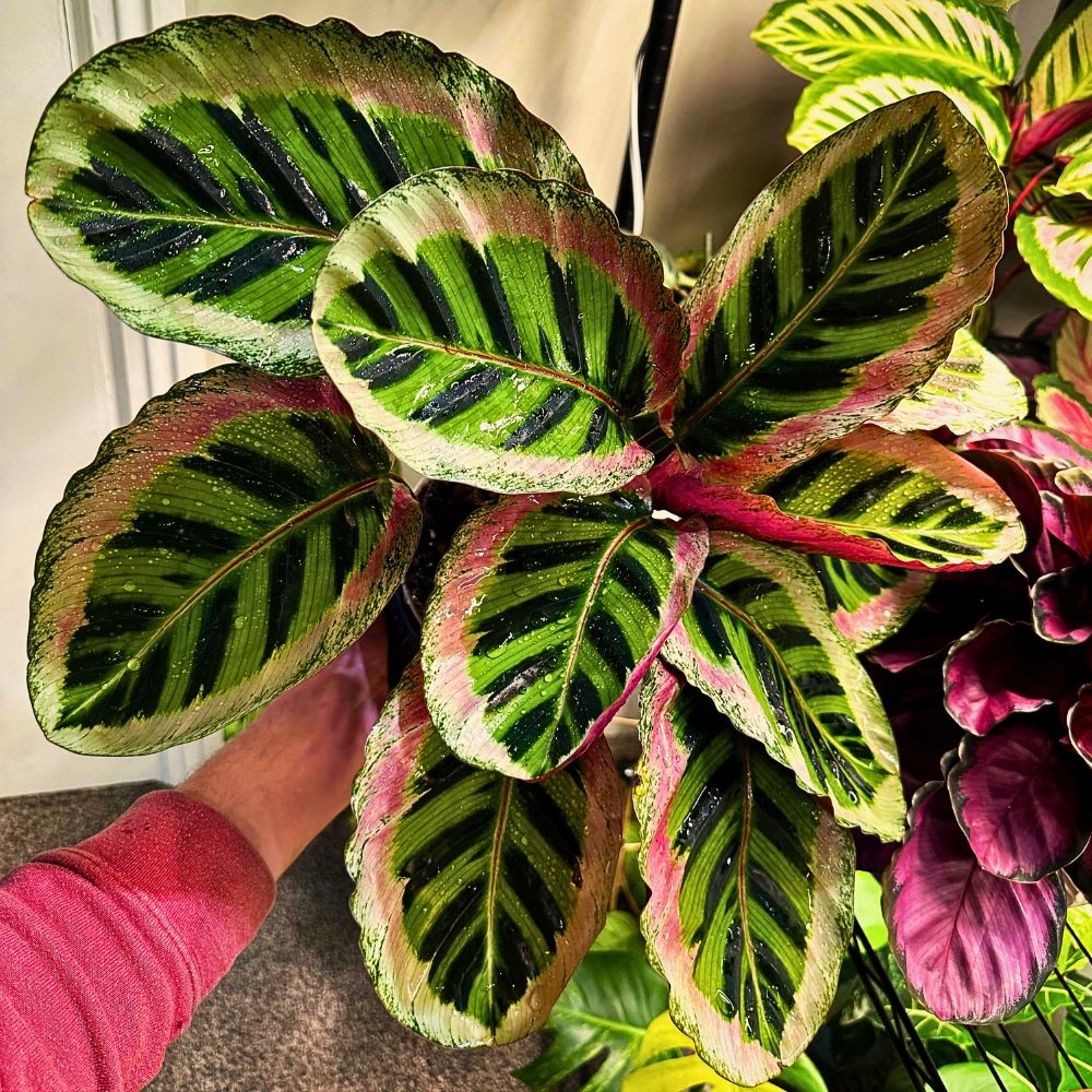 Calathea roseopicta 'Angela' Calathea roseopicta 'Angela'