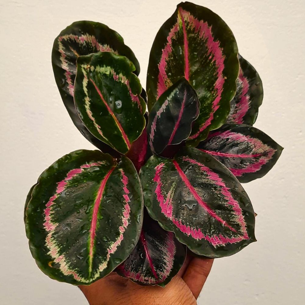 Calathea roseopicta 'Little Princess' Calathea roseopicta 'Little Princess'