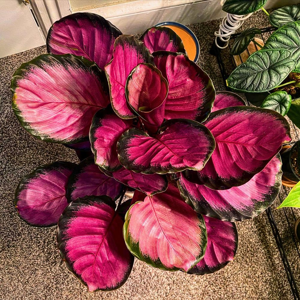 Calathea roseopicta 'Crimson' The Majestic Calathea Roseopicta 'Crimson'
